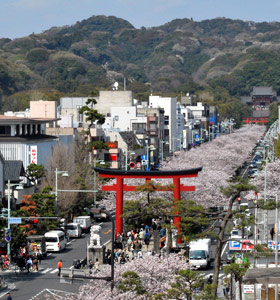 Wakamiya Oji Avenue