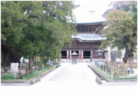 建長寺山門を入り柏槇樹、正面に仏殿を見る 建長寺山門を入り柏槇樹、正面に仏殿を見る